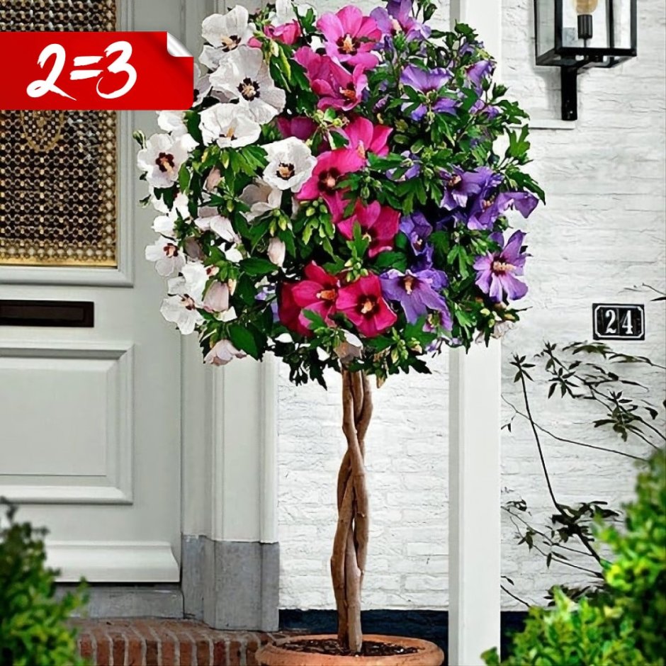 Гибискус древовидный