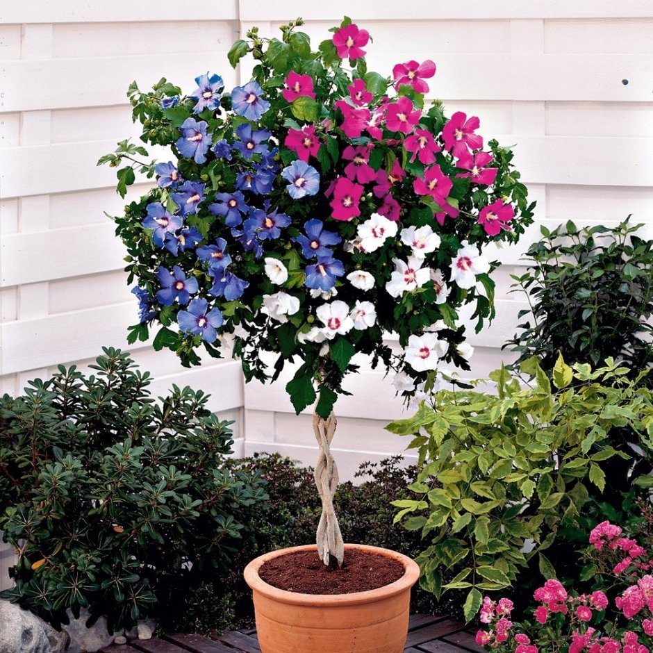 Гибискус сирийский