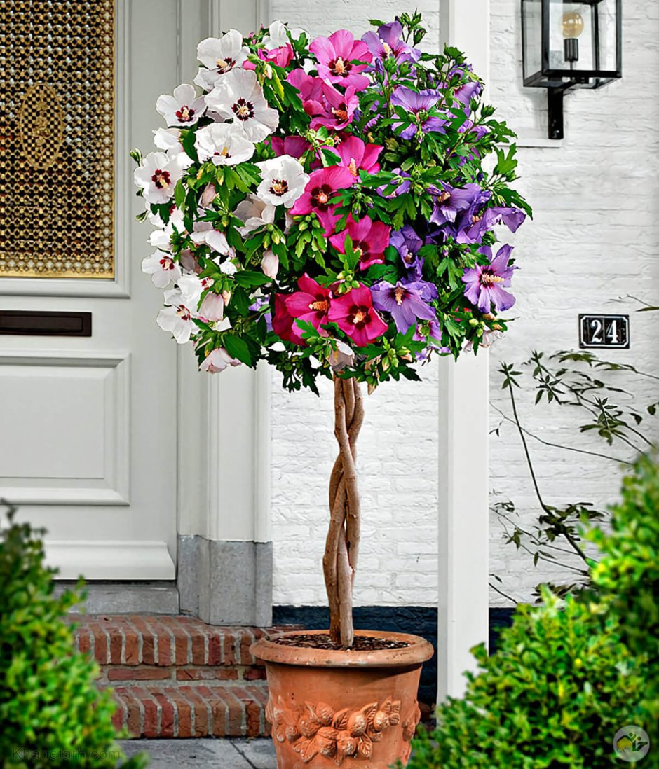 Гибискус древовидный