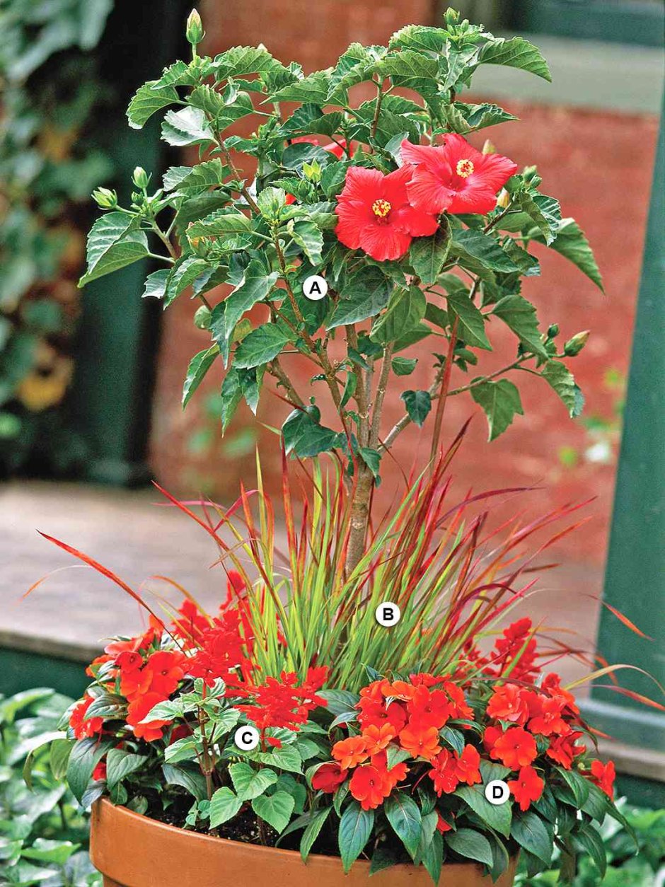 Бальзамин гибискус