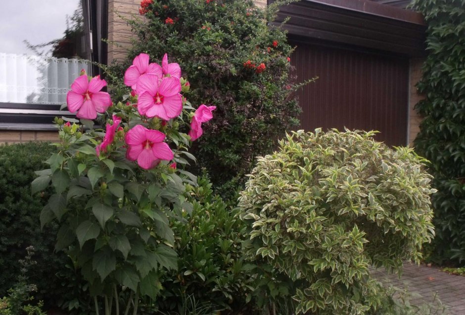 Гибискус уличный кустовой