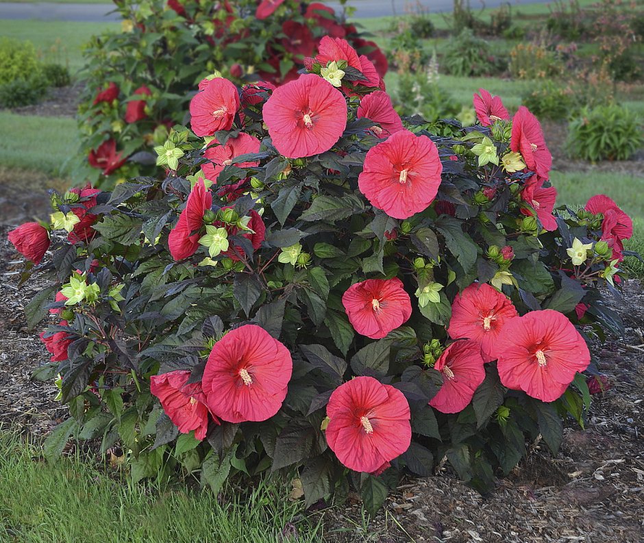 Гибискус садовый морозостойкий