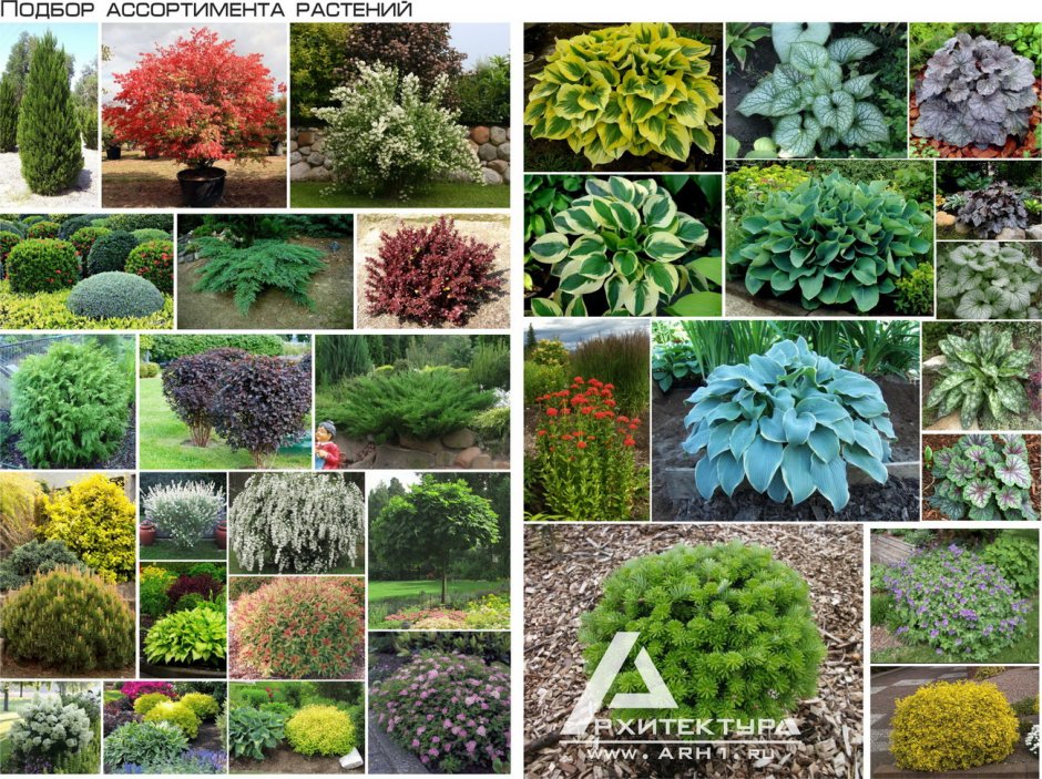 Деревья и кустарники