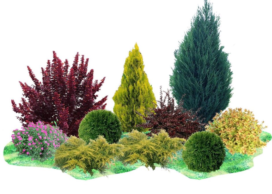 Туя шаровидная Глобоза