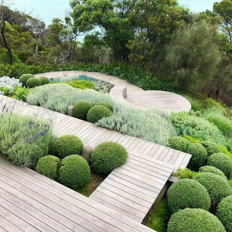 Хвойники с шаровидной кроной