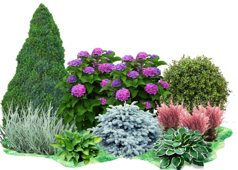 Декоративная стрижка растений