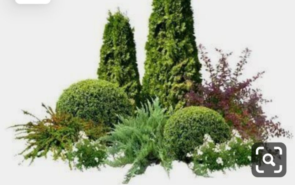 Теневой миксбордер можжевельником