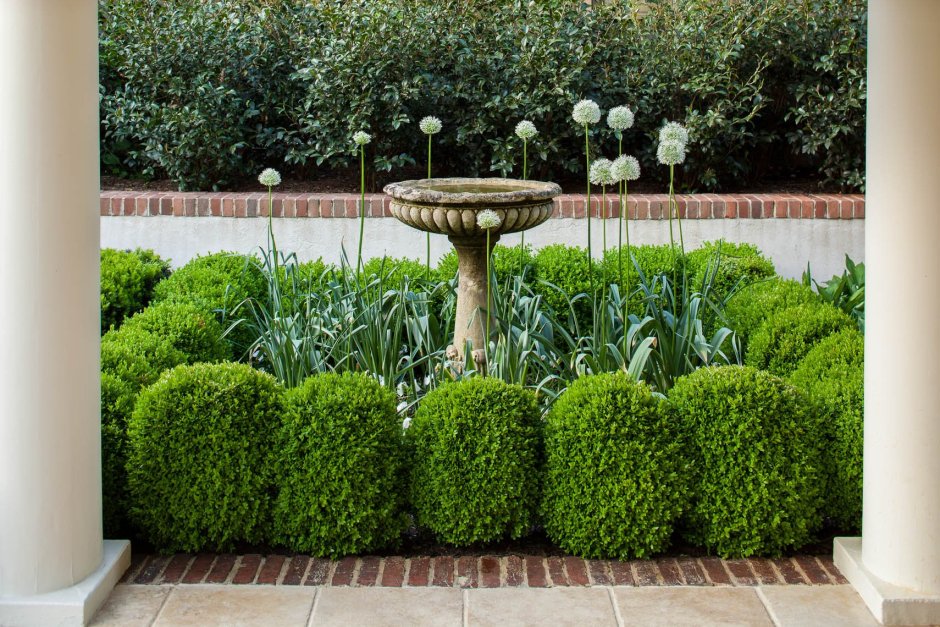 Самшит вечнозеленый шаровидный