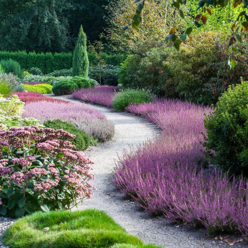 Туя Смарагд ниваки