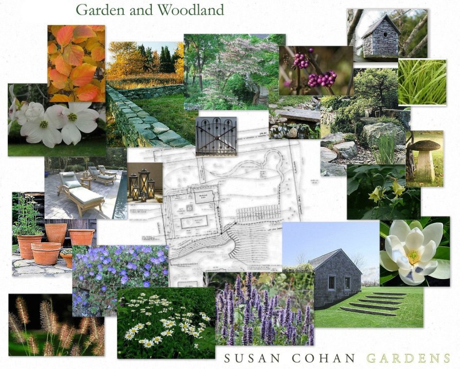 Туя Даника в миксбордере