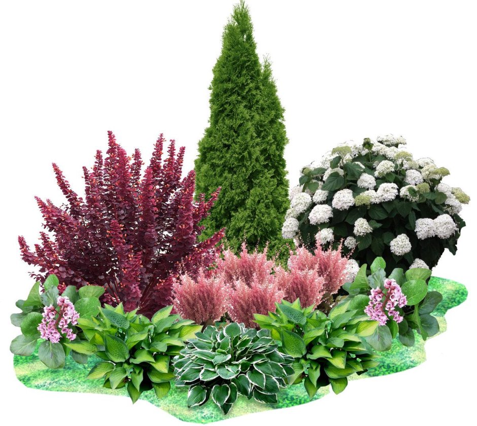 Клумбы из хвойных туя можжевельник спирея