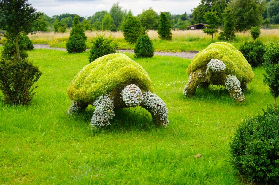 Туя Даника и Хоста