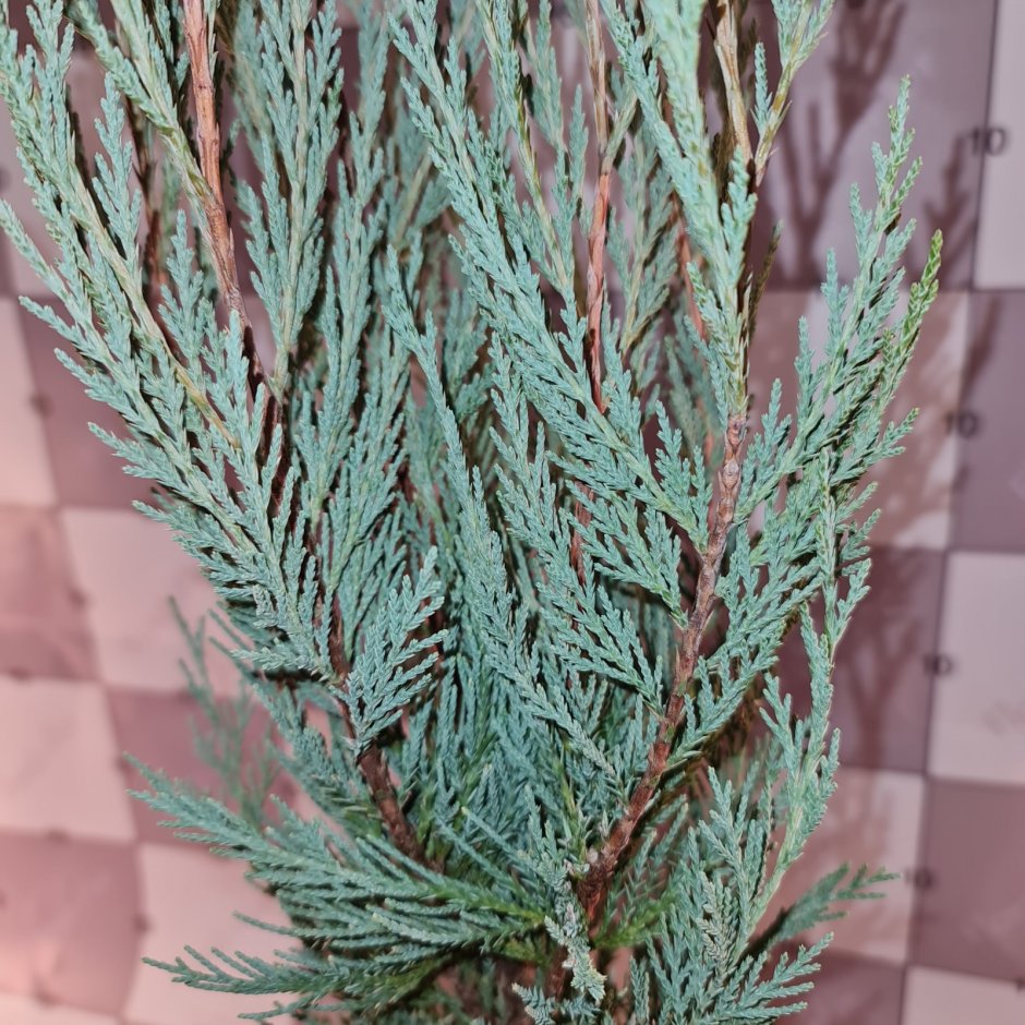 Туя Смарагд в ландшафтном