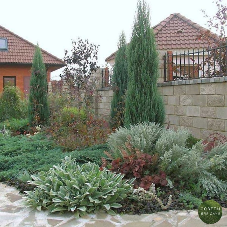 Можжевельник Блю Эрроу в ландшафтном дизайне