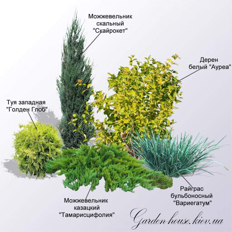 Можжевельник скальный Блю Эрроу в ландшафтном