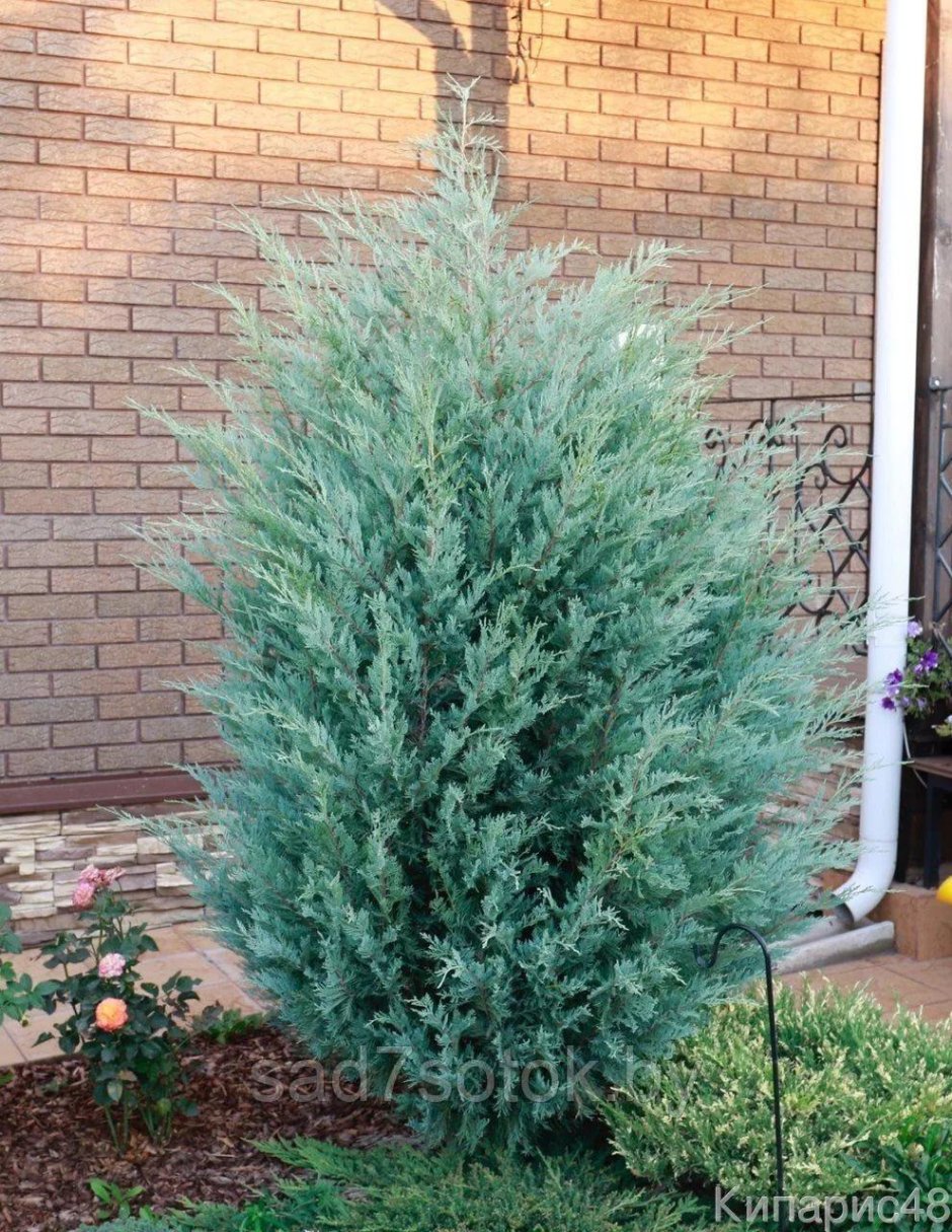 Можжевельник Блю Арроу