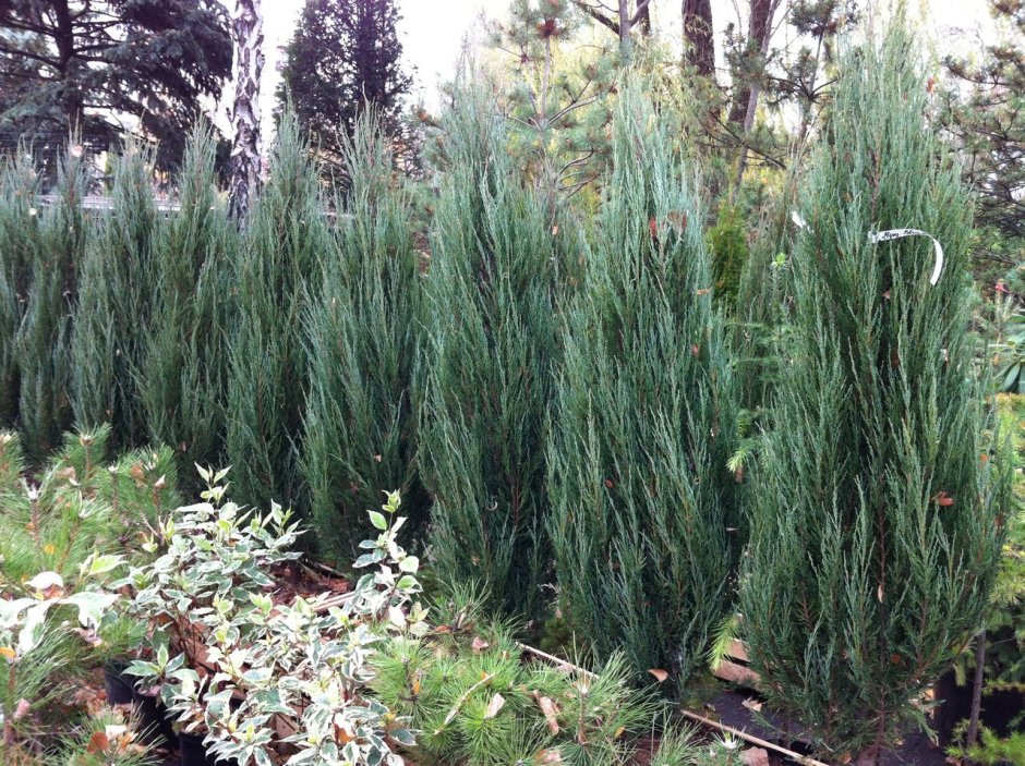 Туя Смарагд,можжевельник казацкий,Горная сосна-клумба