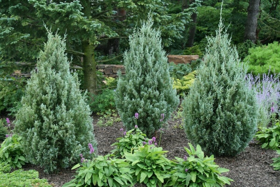 Можжевельник скальный айвори Эрроу