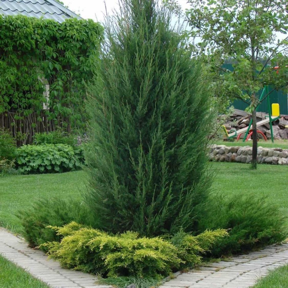 Туя Смарагд можжевельник Блю