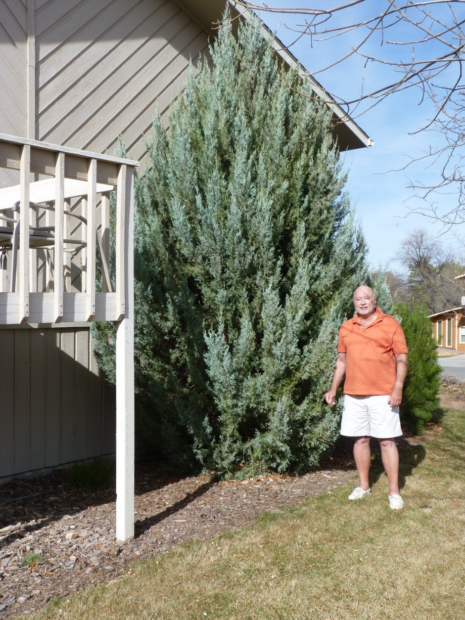 Мунглоу можжевельник Глухова