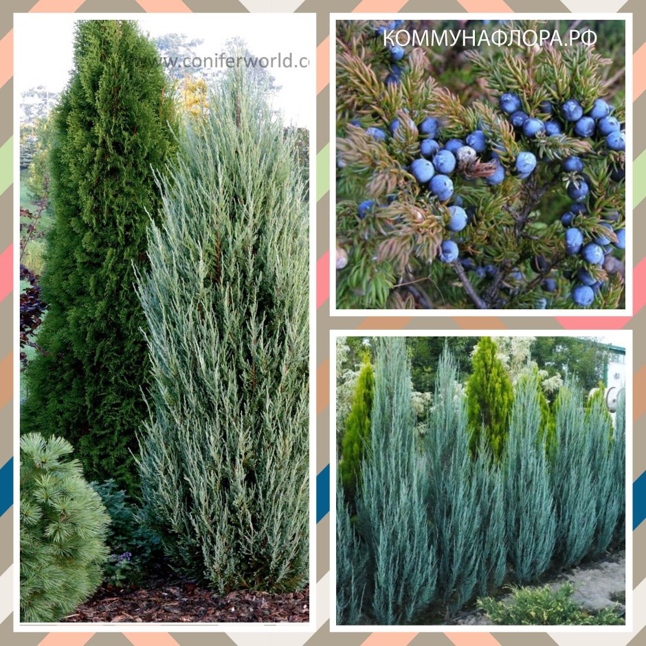 Можжевельник Скай Роккет