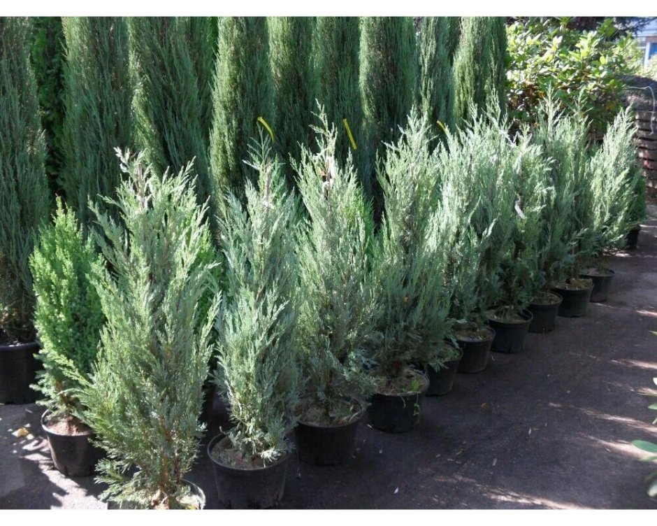 Можжевельник Блю миксбордер