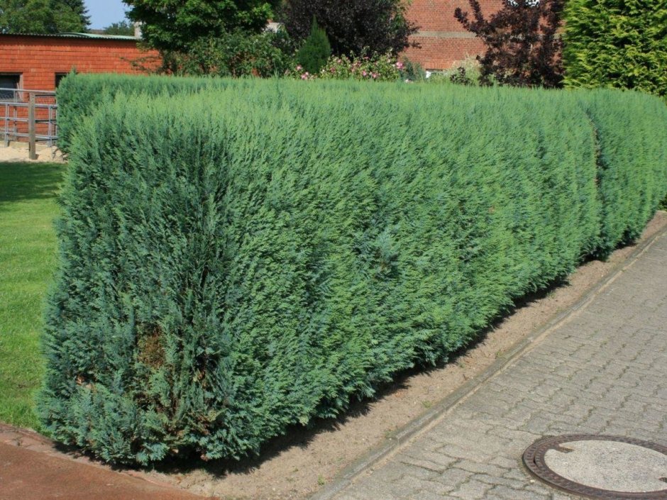 Можжевельник казацкий в миксбордере