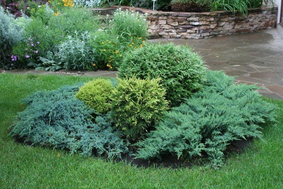 Можжевельник скальный Скайрокет Skyrocket