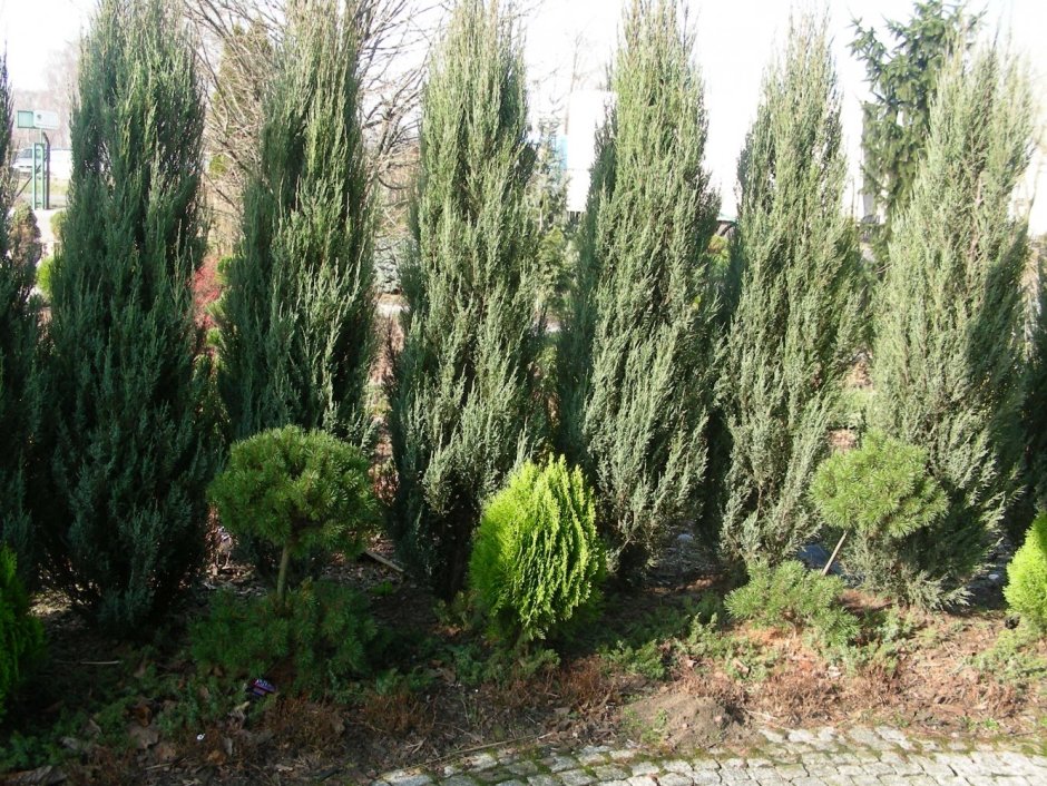 Туя Смарагд изгородь