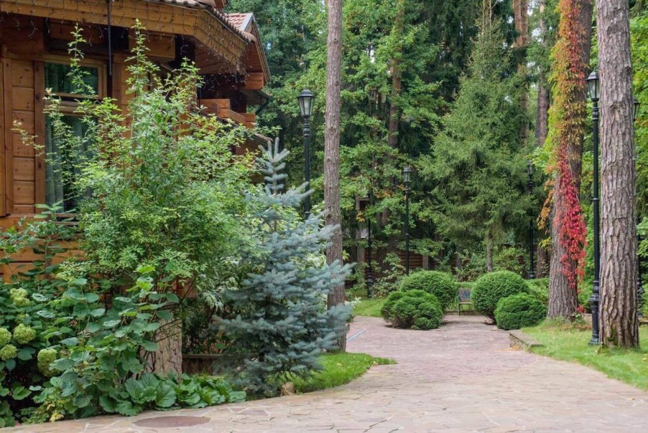 Лесной пейзажный стиль