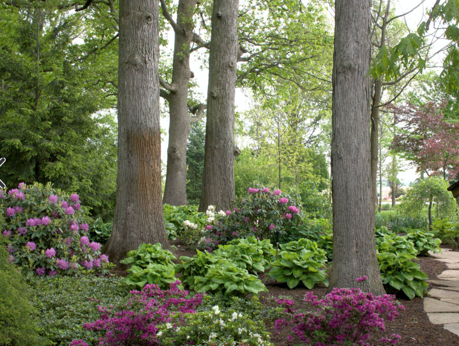 Приствольный миксбордер