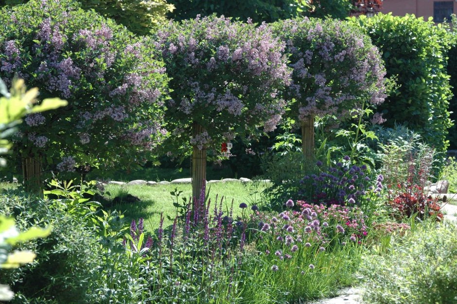 Миксбордер сирень Палибин