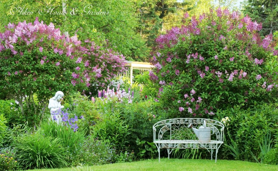 Сад Александра Сапелин корейский сад