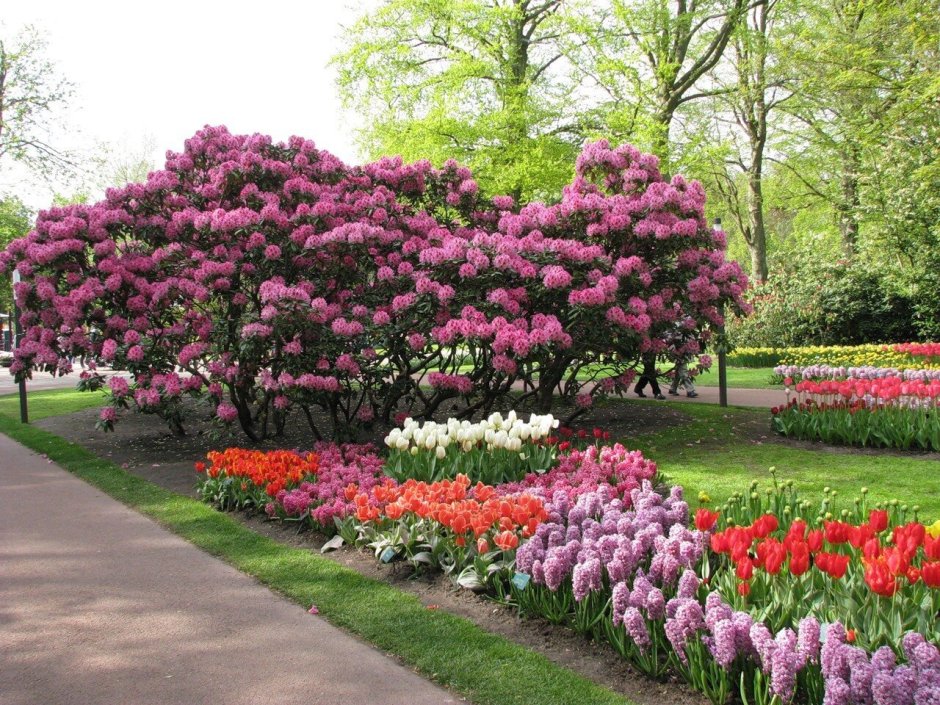 Сирень венгерская в ландшафте