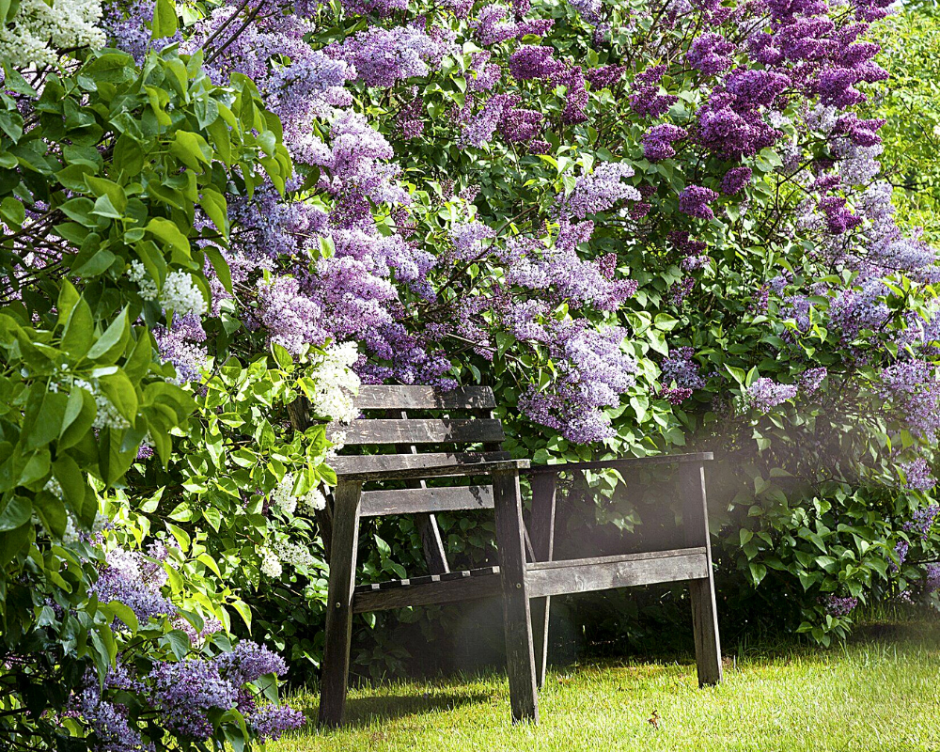 Куст сирени изгородь