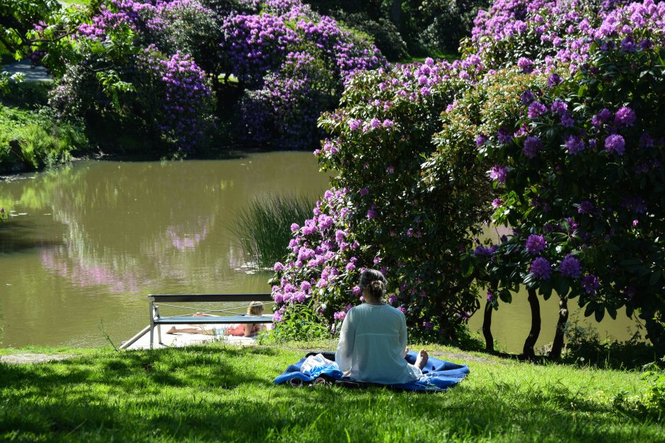 Сирень в саду