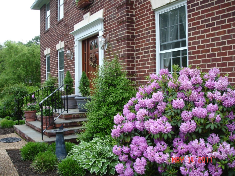 Сирень в ландшафте сада