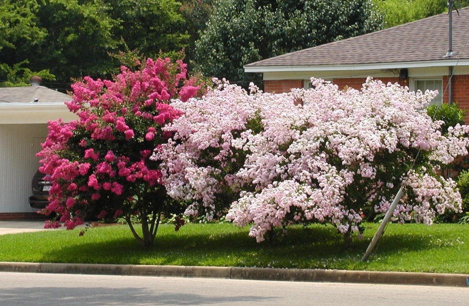 Сирень штамбовая индийская