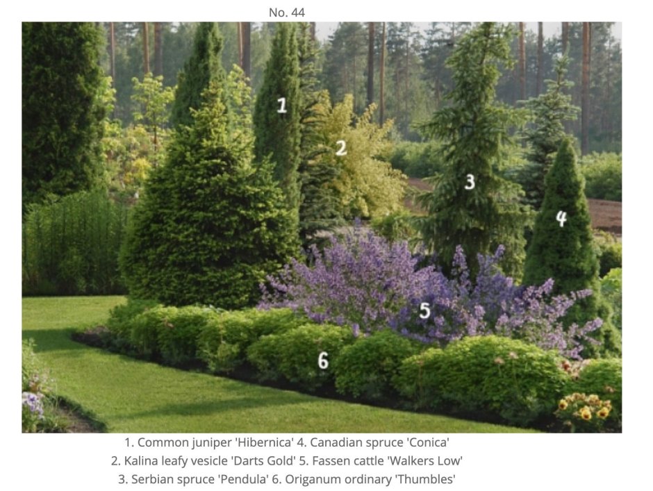 Сирень в миксбордере с хвойниками