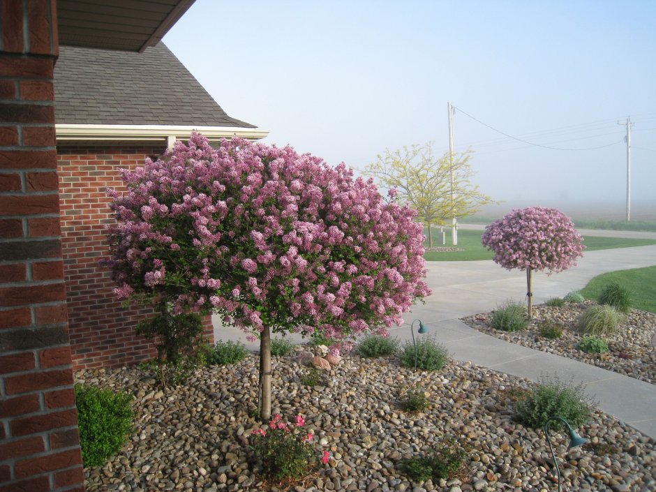 Штамбовая сирень Мейера