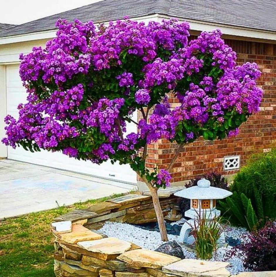 Сирень полуштамбовая