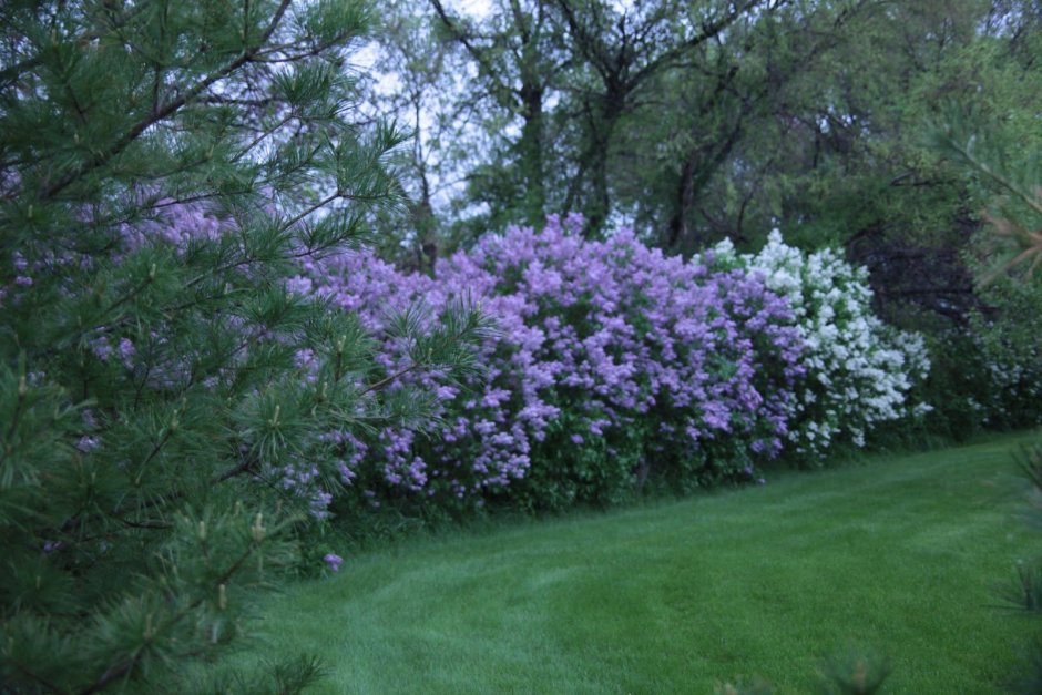 Сирень венгерская Живая изгородь