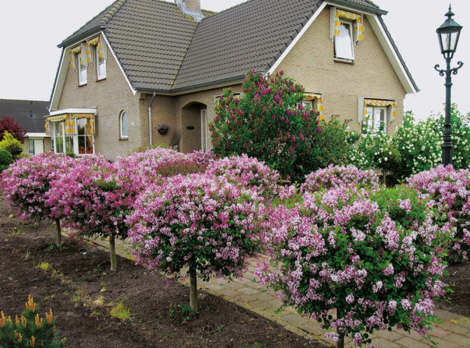 Сирень Мейера Palibin на штамбе