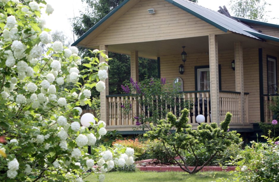 Калина Буль да неж дерево