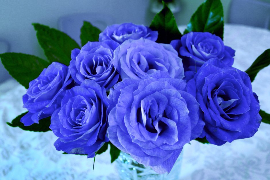 Синие розы обои