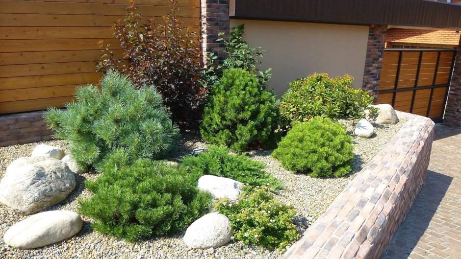 Елка туя пихта можжевельник