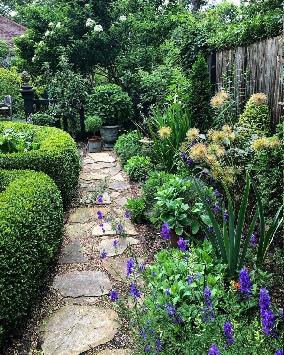 Хвойники сосна можжевельник