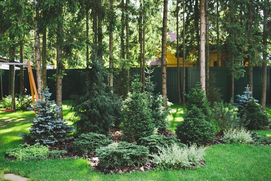 Хвойники в Лесном ландшафте