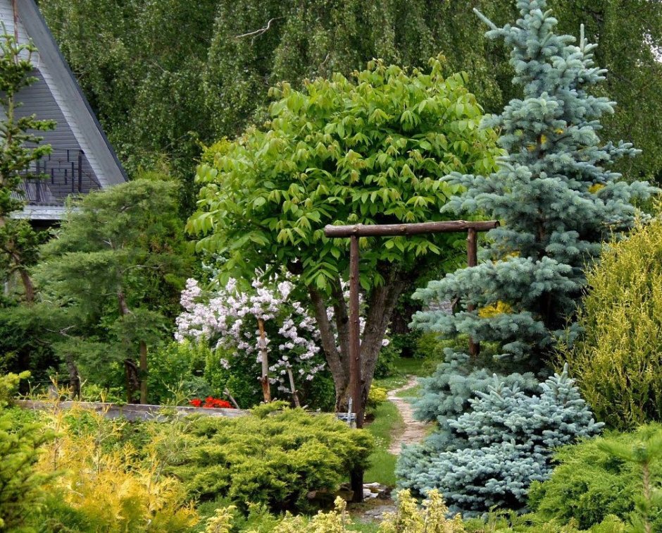 Туя Даника в миксбордере