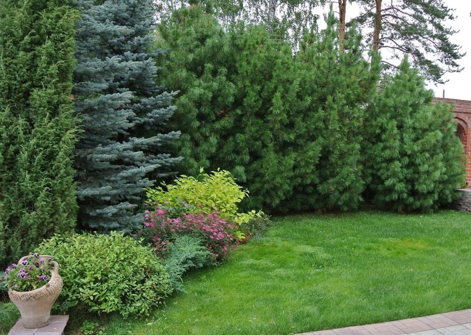 Хвойный рокарий миксбордер